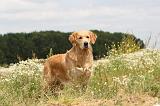 GOLDEN RETRIEVER 299